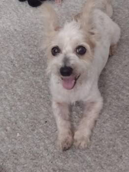 Rescue Terrier Dogs for Adoption in Huntington Beach, California - Oakley | PetCurious