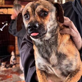 Chihuahua and Mixed Breed Dogs Available for Adoption - Shorty | PetCurious