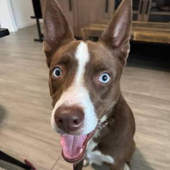 Catahoula Leopard Dog and Mixed Breed Dogs Available for Adoption in Austin, Texas - Selena | PetCurious