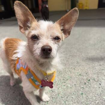 IKEA 14406 -  Terrier and Chihuahua Dog for Adoption in San Francisco, California - IKEA 14406 | PetCurious