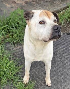Lana -  Shar Pei and Mixed Breed Dog for Adoption in Severance, Colorado - Lana | PetCurious