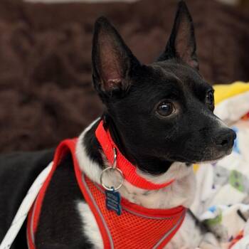 Godspeed 14505 -  Chihuahua Dog for Adoption in San Francisco, California - Godspeed 14505 | PetCurious