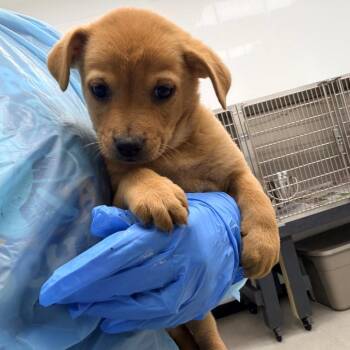 Sequoia -  Labrador Retriever Dog for Adoption in La Grange, Kentucky - Sequoia | PetCurious