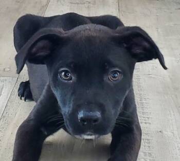 Rescue Mixed Breed Dogs for Adoption in Shreveport, Louisiana - Coral | PetCurious