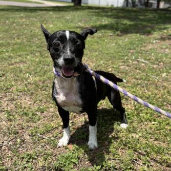 Ferb -  Chihuahua and Mixed Breed Dog Available for Adoption in Corpus Christi, Texas - Ferb | PetCurious