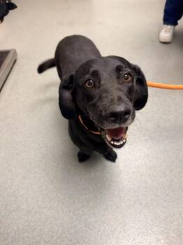 WINSTON -  Beagle and Mixed Breed Dog for Adoption in Ontario, California - WINSTON | PetCurious