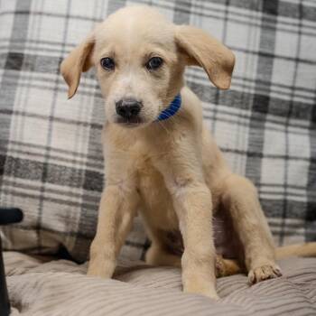 Yoda -  Labrador Retriever and Mixed Breed Dog for Adoption in Pawling, New York - Yoda | PetCurious