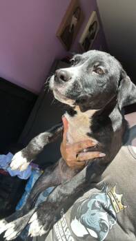 Cracker Jack -  Mixed Breed Dog for Adoption in Huntsville, Alabama - Cracker Jack | PetCurious