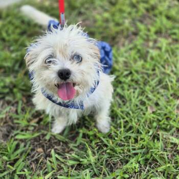 Rescue Maltese Dogs for Adoption in Metairie, Louisiana - Sarah Sanderson | PetCurious