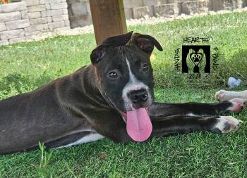 Pepe -  Pit Bull Terrier Dog for Adoption in Omaha, Nebraska - Pepe | PetCurious