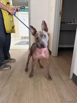 Dumbo -  Pit Bull Terrier and Mixed Breed Dog for Adoption in Metter, Georgia - Dumbo | PetCurious