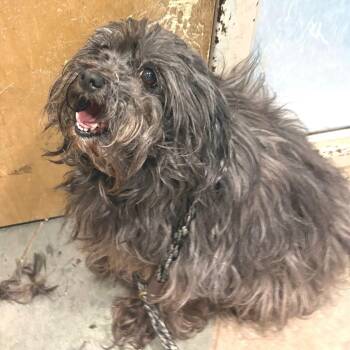 Mixed Breed Dogs Available for Adoption in Chattanooga, Tennessee - Fluffy | PetCurious