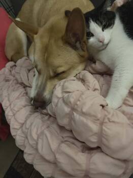 Husky and Pit Bull Terrier Dogs Available for Adoption in West Peoria, Illinois - Tito | PetCurious