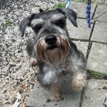 Inspector Gadget -  Schnauzer Dog for Adoption in Decatur, Georgia - Inspector Gadget | PetCurious