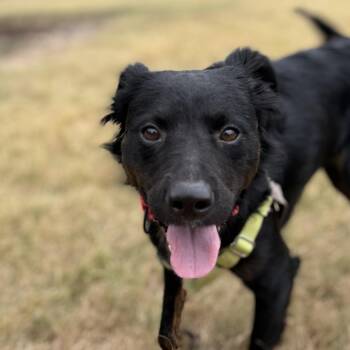 Velvet -  Shepherd and Retriever Dog for Adoption in Bulverde, Texas - Velvet | PetCurious
