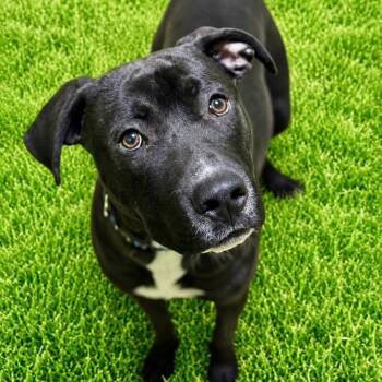 Diesel -  Pit Bull Terrier Dog for Adoption in Battle Creek, Michigan - Diesel | PetCurious