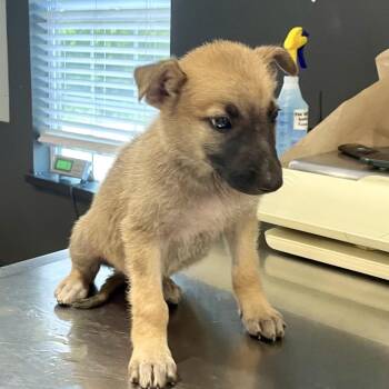 Astro -  German Shepherd Dog Dog for Adoption in Livingston, Texas - Astro | PetCurious