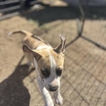 Tex -  Wheaten Terrier and Terrier Dog for Adoption in Escondido, California - Tex | PetCurious