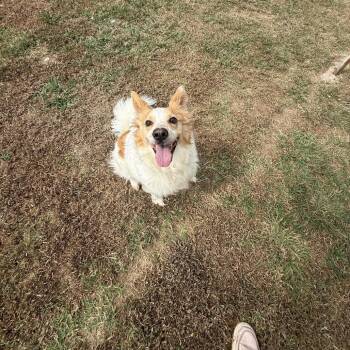 Sandy -  Collie and Mixed Breed Dog for Adoption in Tulsa, Oklahoma - Sandy | PetCurious