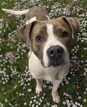 Pit Bull Terrier and Pointer Dogs Available for Adoption - CODY | PetCurious