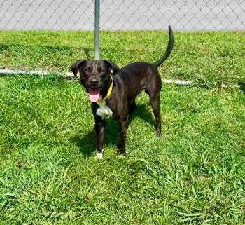 Sanchez -  Pit Bull Terrier and Mixed Breed Dog for Adoption in Blountville, Tennessee - Sanchez | PetCurious
