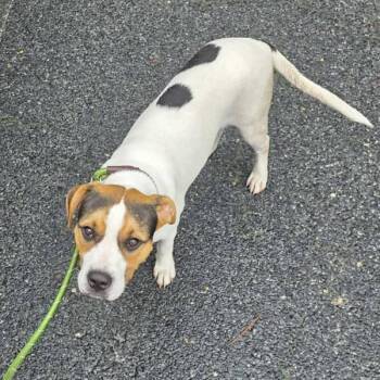 Spot -  Pit Bull Terrier Dog Available for Adoption in Salisbury, Maryland - Spot | PetCurious