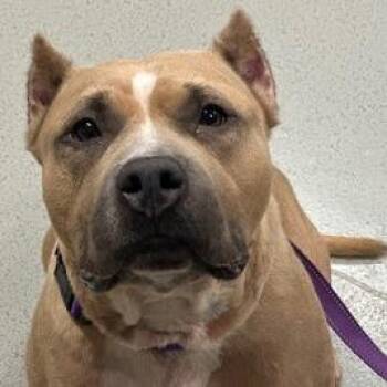 Miss Piggy -  Mixed Breed Dog for Adoption in Wappingers Falls, New York - Miss Piggy | PetCurious