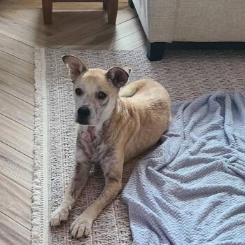 Mako -  Mixed Breed Dog for Adoption in Englewood, Florida - Mako | PetCurious