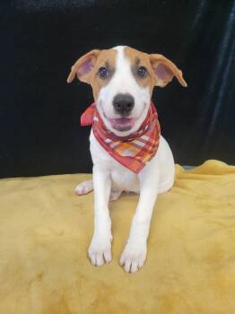 Lab,BorderCollie mix pup male -  Labrador Retriever and Border Collie Dog for Adoption in Mount Laurel Township, New Jersey - Lab,BorderCollie Mix Pup Male | PetCurious
