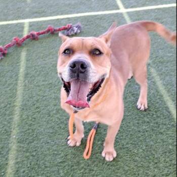 Rocko -  Chow Chow and Mixed Breed Dog for Adoption in Flagstaff, Arizona - Rocko | PetCurious