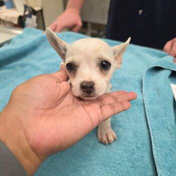 Floyd 26-06-059 -  Chihuahua Dog for Adoption in Bastrop, Texas - Floyd 26-06-059 | PetCurious