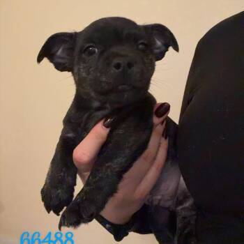 Waylon -  Boston Terrier Dog for Adoption in Chico, California - Waylon | PetCurious