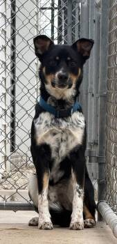 Cattle Dog and Mixed Breed Dogs Available for Adoption in Lagrange, Indiana - Turbo | PetCurious
