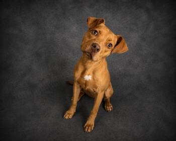 American Bulldog and Mixed Breed Dogs Available for Adoption in Winter Haven, Florida - HONEY | PetCurious