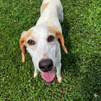 Tini -  Hound Dog for Adoption in Marshall, Virginia - Tini | PetCurious