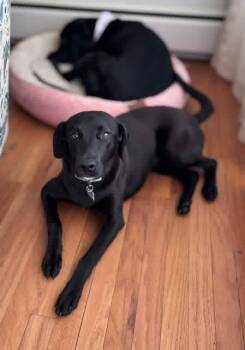 Labrador Retriever Dogs Available for Adoption in Elkton, Maryland - Winnie | PetCurious