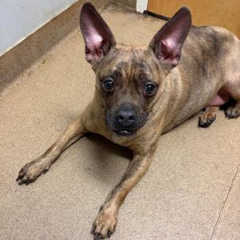 Looie -  Mixed Breed Dog for Adoption in Chattanooga, Tennessee - Looie | PetCurious