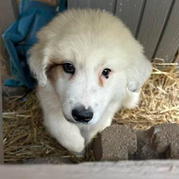 Great Pyrenees Dogs Available for Adoption in Overland Park, Kansas - Regina Aka Reggie | PetCurious