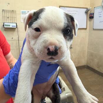 Pit Bull Terrier Dogs Available for Adoption in Birmingham, Alabama - Danielle | PetCurious