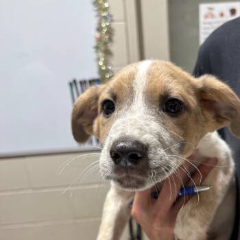 Mixed Breed Dogs Available for Adoption - Puppy 8 (Brown Collar) | PetCurious