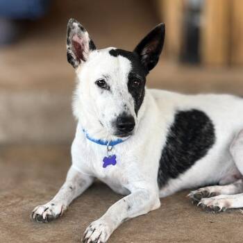 Wicket -  Cattle Dog and Basset Hound Dog for Adoption in Boerne, Texas - Wicket | PetCurious