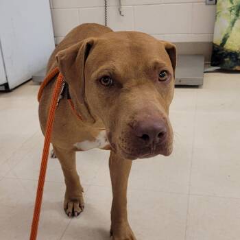 Black Mouth Cur Dogs Available for Adoption - Skippy | PetCurious