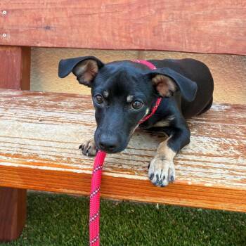 Chauncy -  Chihuahua Dog for Adoption in Long Beach, California - Chauncy | PetCurious