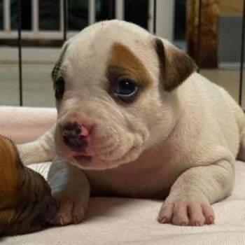 Meatloaf -  Mixed Breed Dog for Adoption in North Charleston, South Carolina - Meatloaf | PetCurious