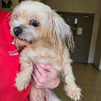 Sassy -  Shih Tzu and Mixed Breed Dog for Adoption in Birmingham, Alabama - Sassy | PetCurious
