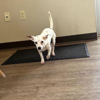 Marty -  Chihuahua Dog for Adoption in Portland, Texas - Marty | PetCurious