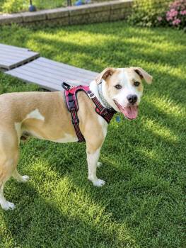 Irish -  Hound and Pit Bull Terrier Dog for Adoption in Huntingtown, Maryland - Irish | PetCurious