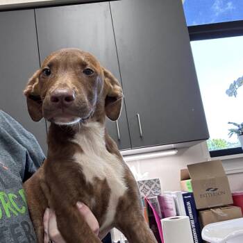 Happy -  Labrador Retriever Dog for Adoption in Morganton, North Carolina - Happy | PetCurious