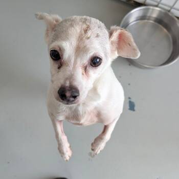 Flit -  Chihuahua Dog for Adoption in St. Augustine, Florida - Flit | PetCurious