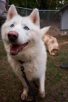 Dex -  Siberian Husky Dog for Adoption in Floyd, Virginia - Dex | PetCurious